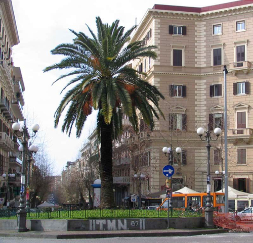 Piazza Vanvitelli  morta anche la palma simbolo