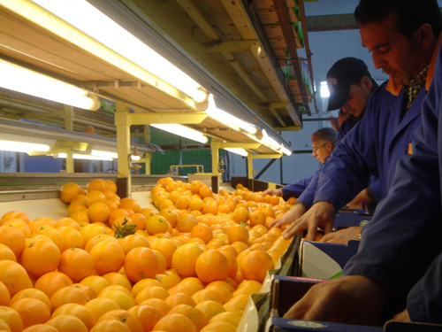 Oranfrizer - fresh orange - production