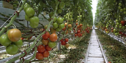 tomato-greenhouse