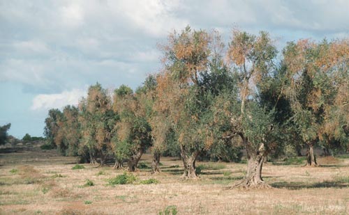 ulivi colpiti da xylella